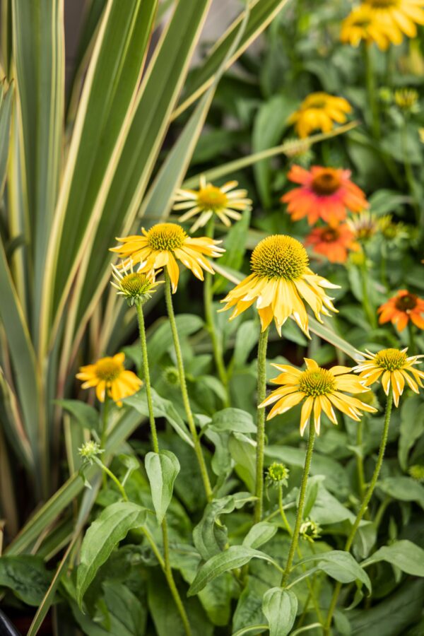 Jeżówka Prairie Blaze Golden Yellow Echinacea - obrazek 2