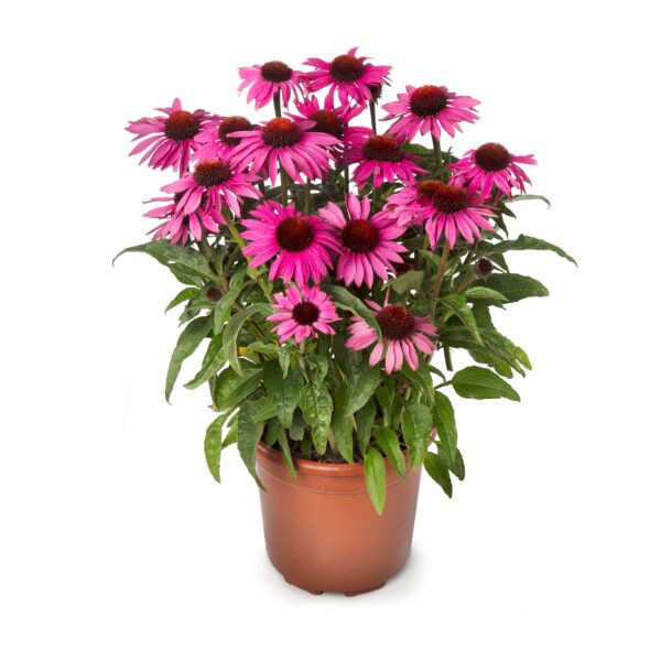 Jeżówka Prairie Splendor Compact Dark Rose Echinacea