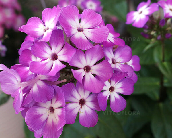 Floks Flame Pro Purple Phlox