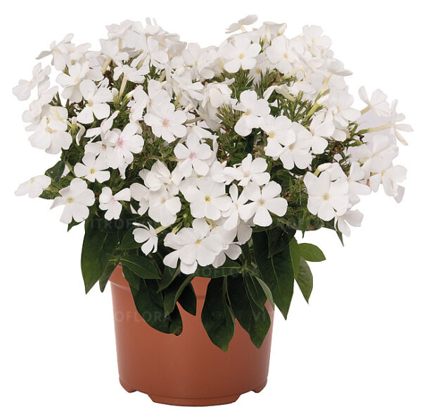 Floks Flame Pro White Phlox - obrazek 2